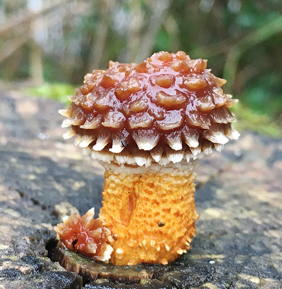 Paddenstoel rood met witte stippen
