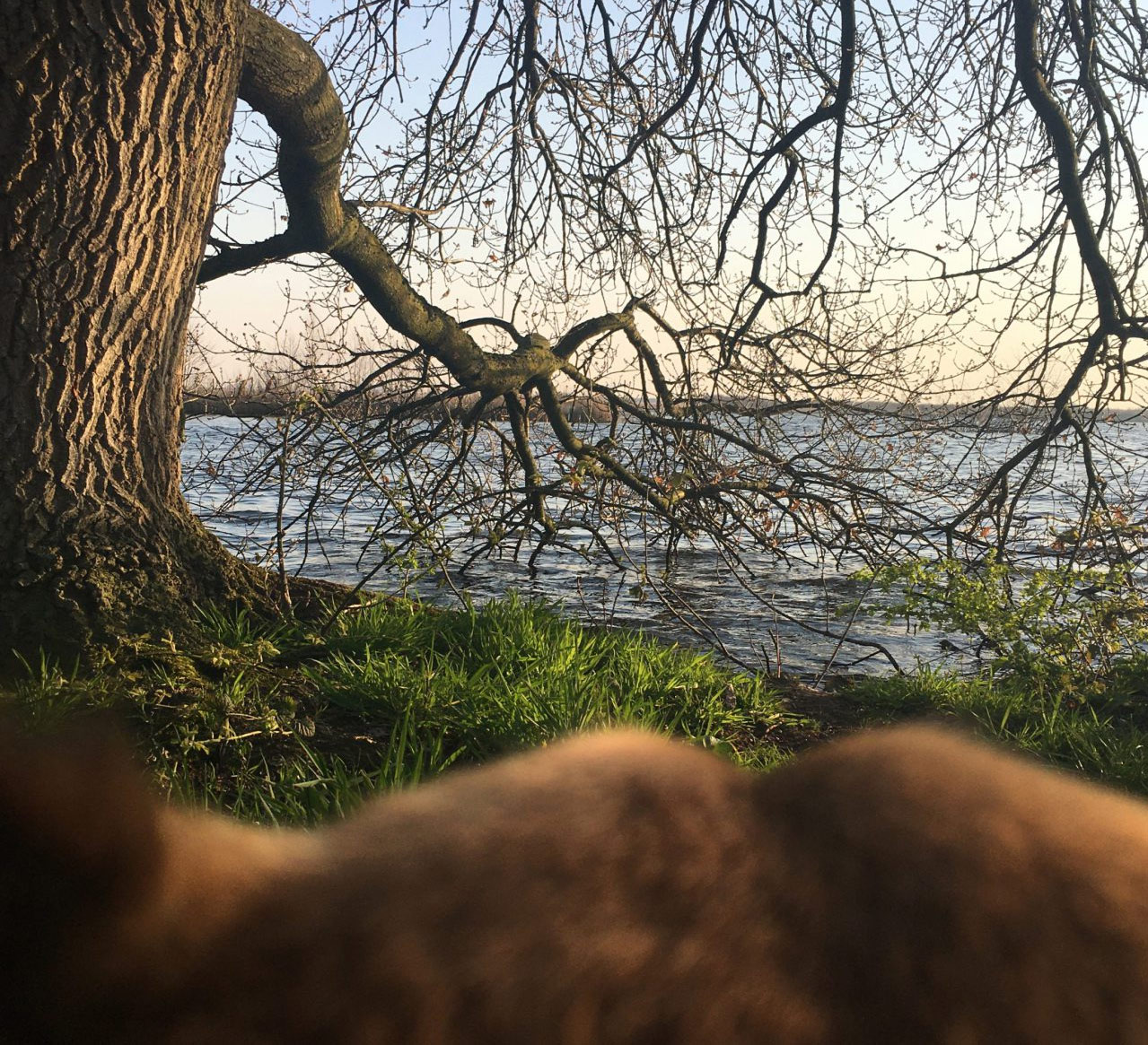 Hond kijkt over water